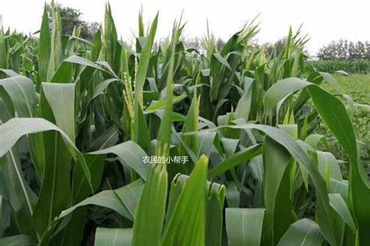 玉米抽穗期施什么肥