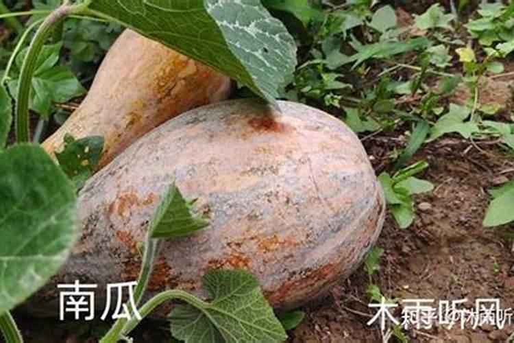 南瓜用什么肥料比较好