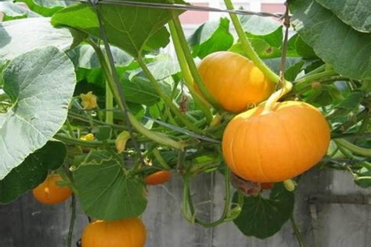 种南瓜用什么肥料又大又甜