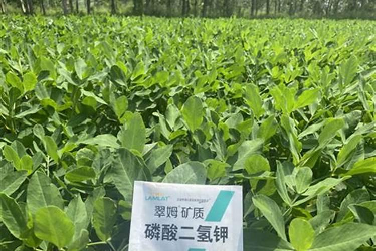 种花生用什么肥料最好,怎么施肥