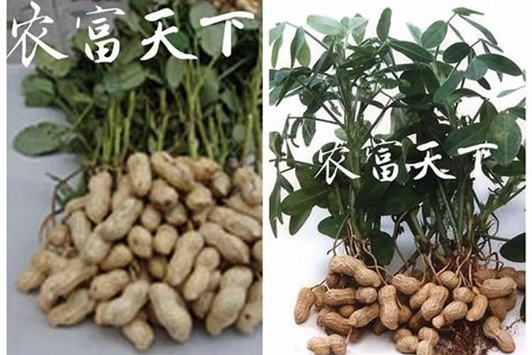 花生高产用什么肥料
