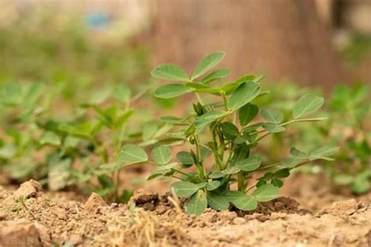 种植花生适合施用什么肥料