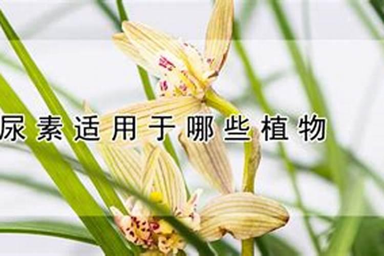 桃树开春应该施什么肥？