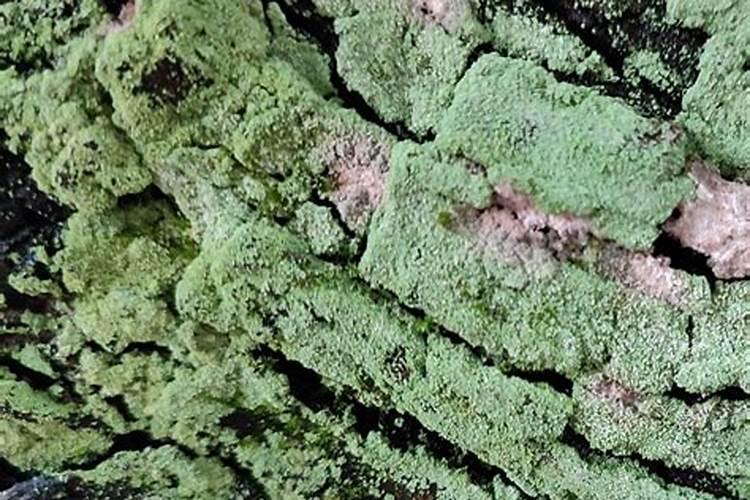 水溶肥知名品牌有哪些？