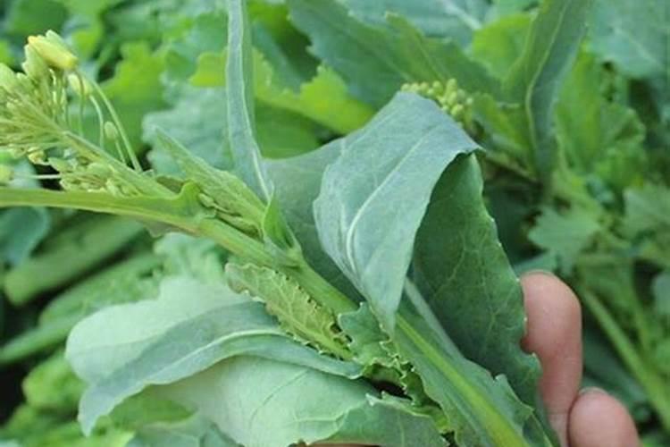 种植油菜该怎么施硼肥？
