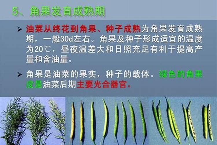 菊花怎么施肥 用什么肥料好