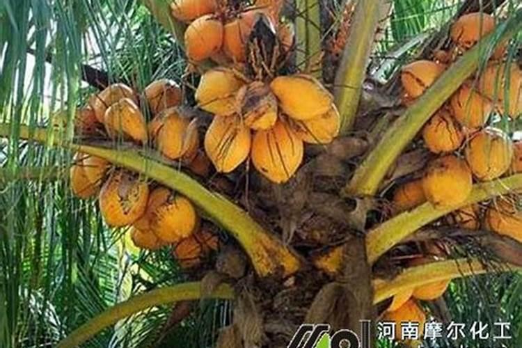 如何对椰子进行测土配方施肥？