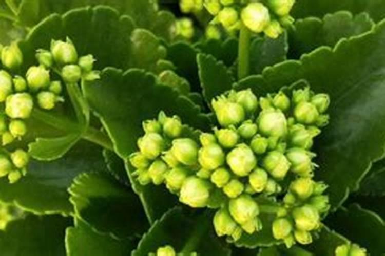 中午大太阳能给菜浇水吗？
