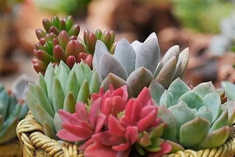 多肉植物移栽土里要施肥吗？