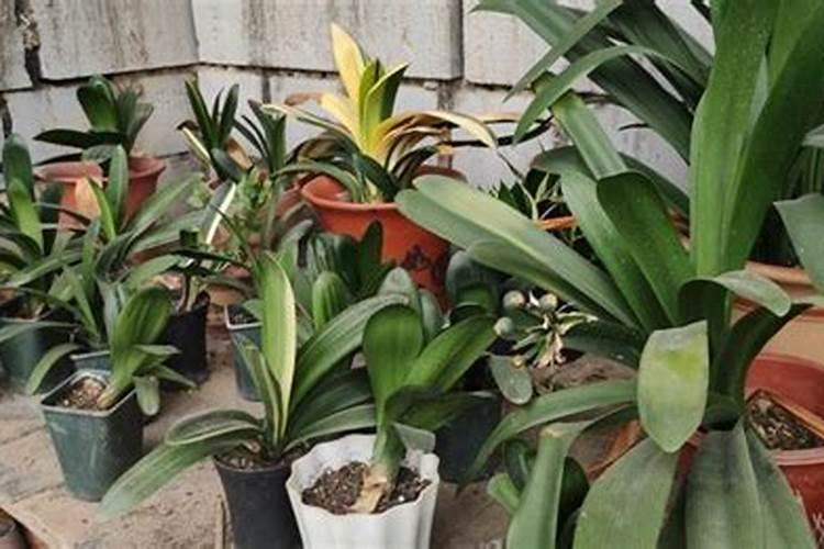 北方种植的穿心莲怎样进行留种？