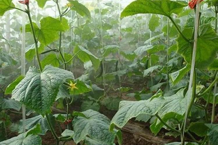 兰花如何促根植株长势旺