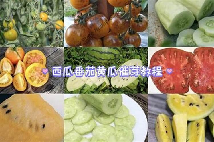 种西瓜需要什么肥料
