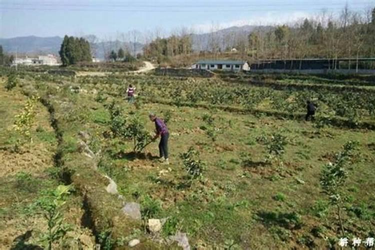 种植小白菜追肥的时候,用哪种肥料最好？