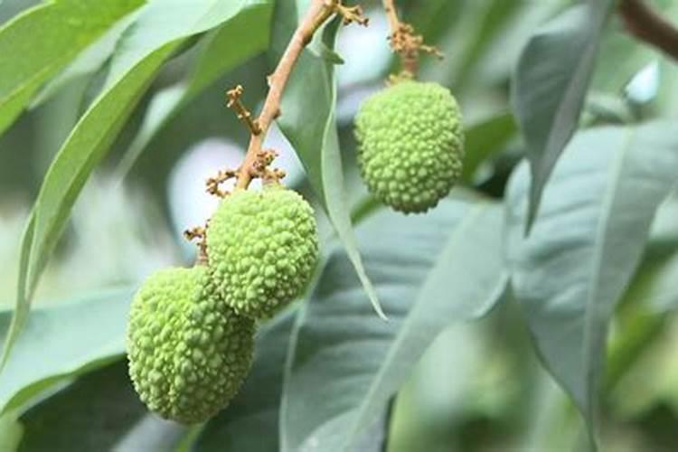 硝酸铵钙的正确使用方法