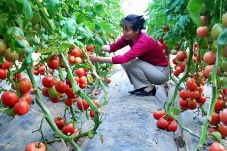 西红柿施肥过度怎么解决