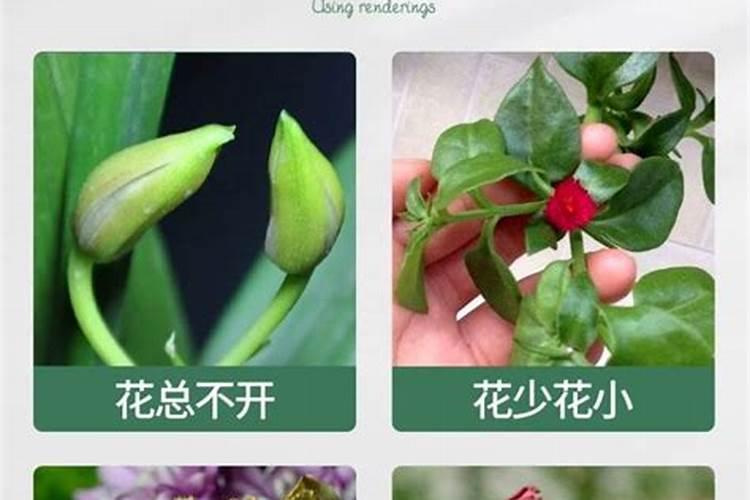 南姜怎么种