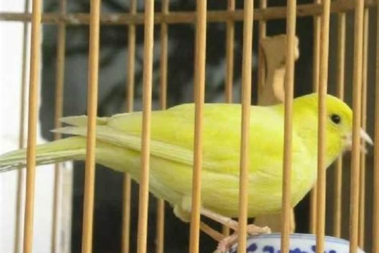 金丝雀月季优缺点(金丝雀月季无刺耐低温抗病能力好)