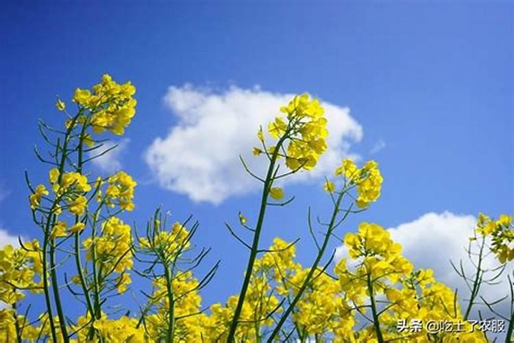 种植油菜为什么要施硼肥油菜啥时候施硼肥好