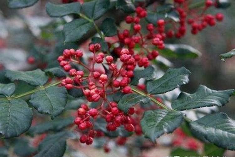 秋葵在什么时候施肥 秋葵移植后施什么肥好