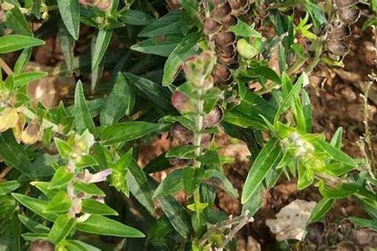 潍坊奥丰生物农药产品成分说明