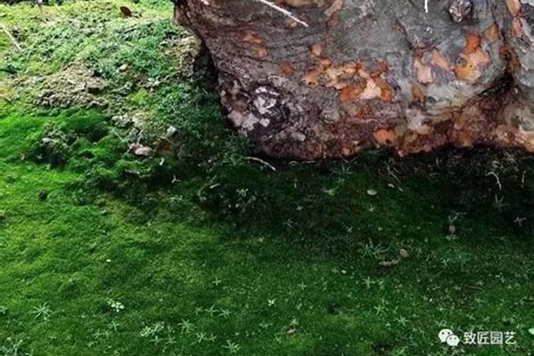 施用氮肥的方法