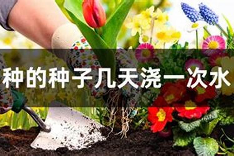 新栽柑橘幼苗怎么施肥 施肥中应该注意什么