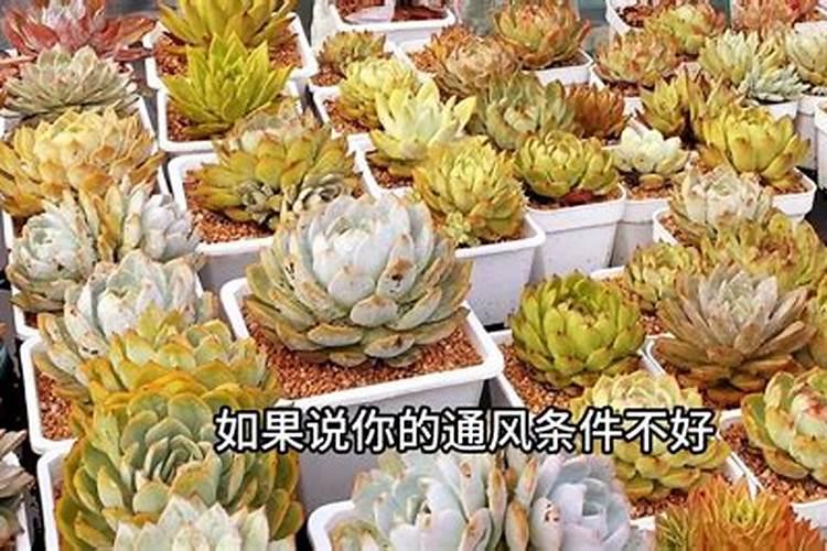 葡萄膨大剂什么时间使用 怎么使用才合理