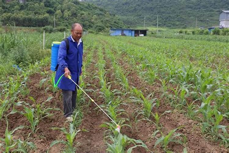 玉米苗后除草加锌肥可以吗？