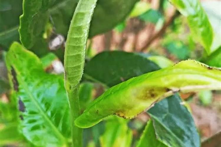 茶叶施磷肥选什么肥
