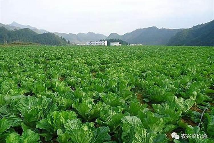 能制成果核盆栽的水果有什么？