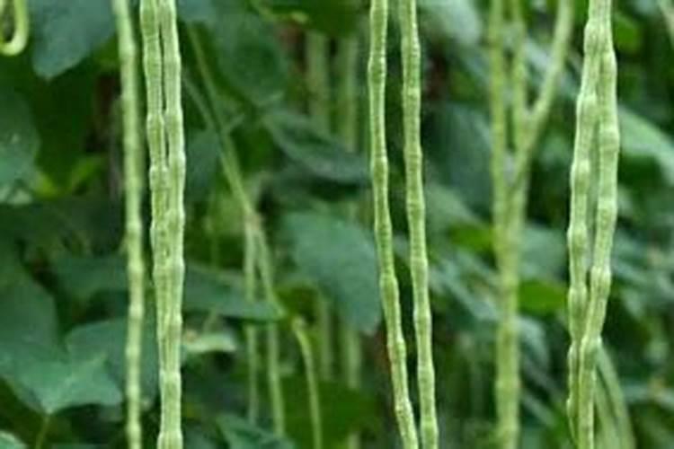 豇豆的高产施肥方法