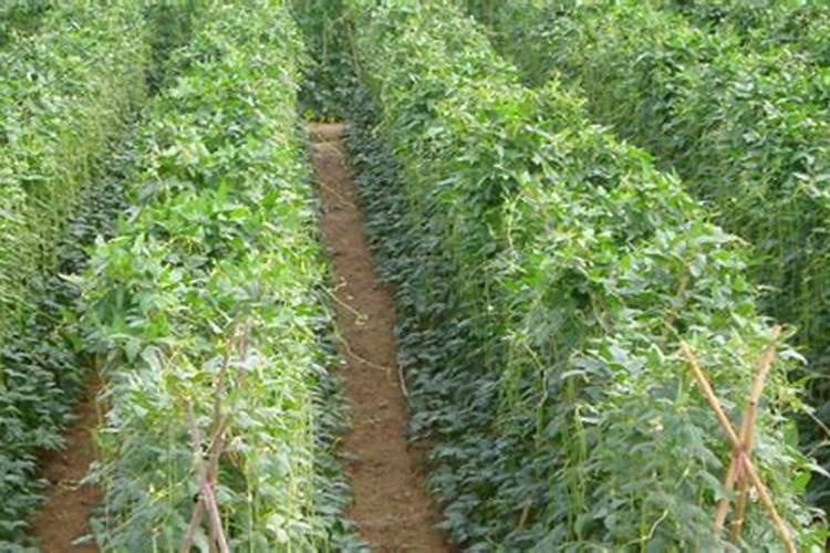 豇豆的高产施肥方法
