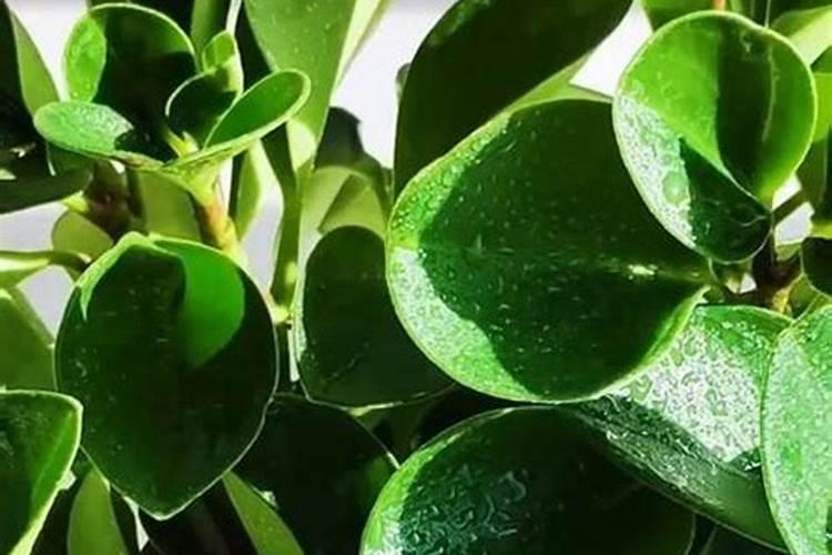 青叶碧玉需什么肥料