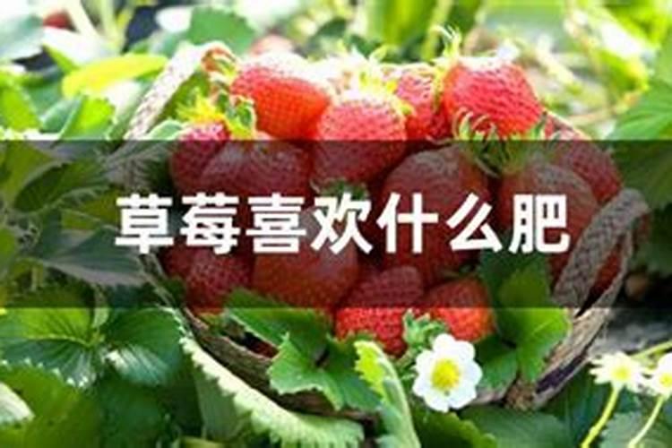 有哪些花能用氮肥