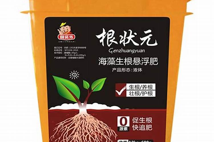 碗莲的种植方法,注意事项