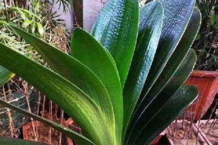 花生多久浇一次水