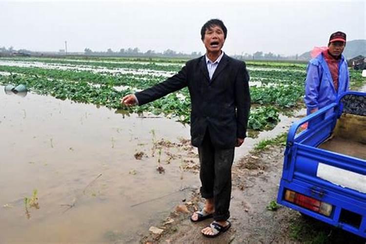 玉米追肥应该在下雨前还是下雨后？最佳的追肥时间是什么时候？