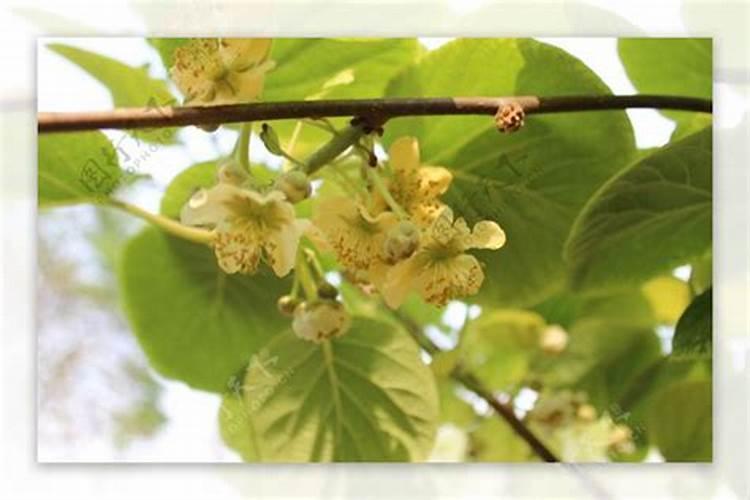春季柑橘琳树发芽前可以喷施硼肥吗？