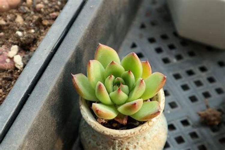 葡萄叶面肥钙能和杀菌剂同时用吗