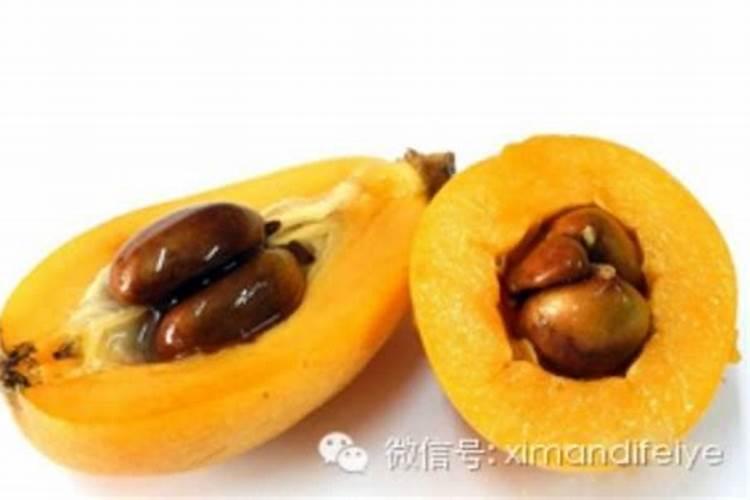 枇杷施肥用什么最好