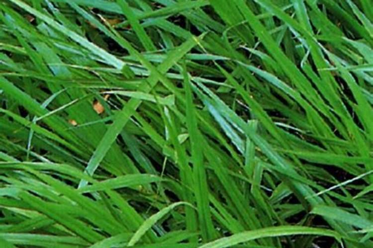 串香松叶草的培育与利用