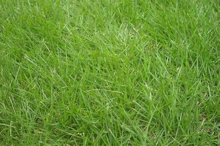 怎么种食叶草？