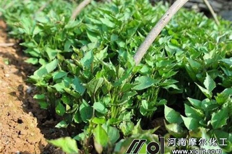 大豆用什么肥料最好