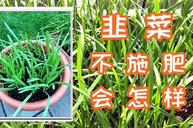 果实膨大期施肥诀窍有哪些
