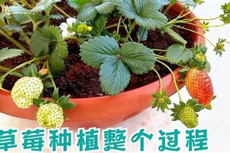 硼肥能做茶叶基肥吗？