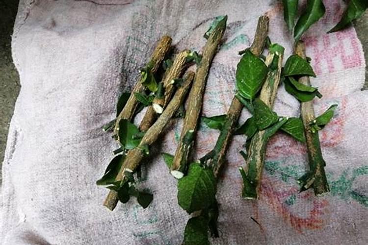 雪茸堂卖的东西怎么样。枸杞,蜂蜜,葡萄干,!!!