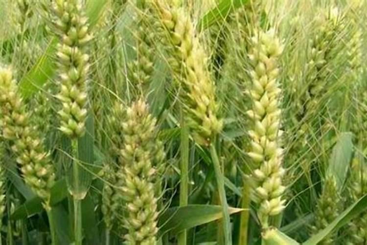 油茶树保花保果药什么时候打？