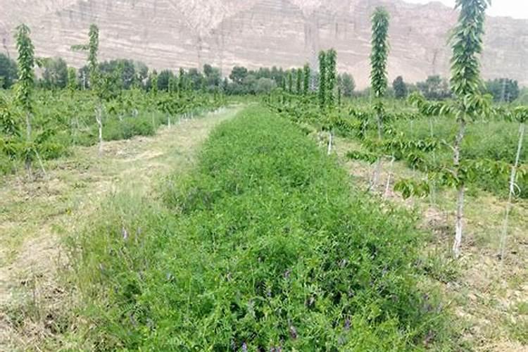 果园后期叶面肥用什么好