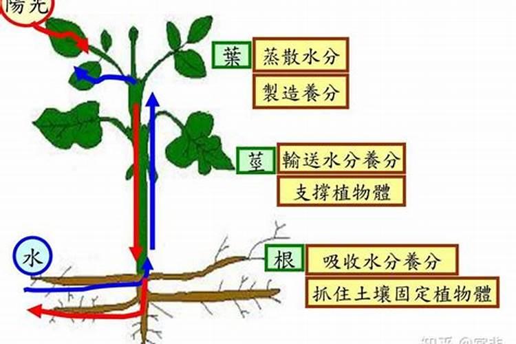 大量元素水溶肥使用方法