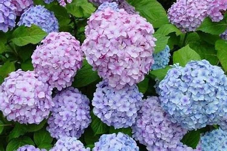 绣球花施什么肥最好